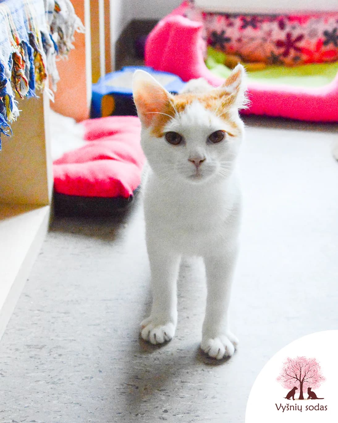 Jupis, male Mixed Breed for adoption at Vysniu sodas, Vilnius