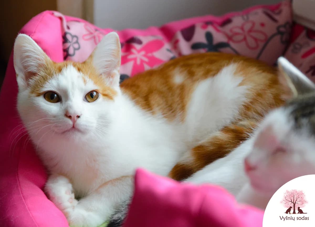 Jupis, male Mixed Breed for adoption at Vysniu sodas — photo 2 of 3