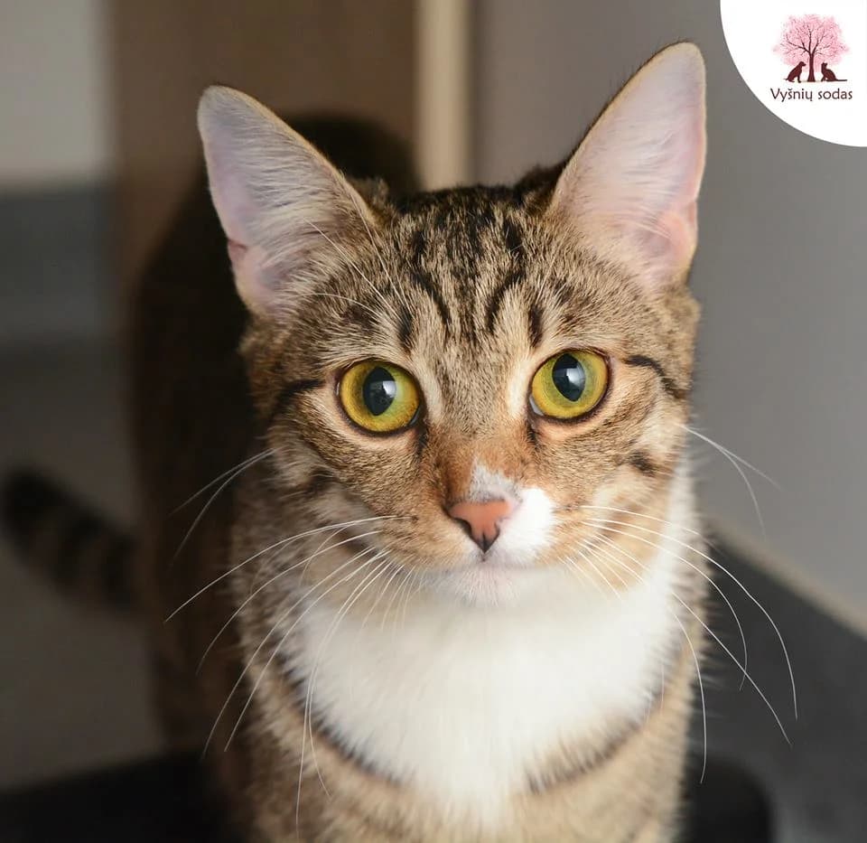 Katana, female Mixed Breed for adoption at Vysniu sodas, Vilnius
