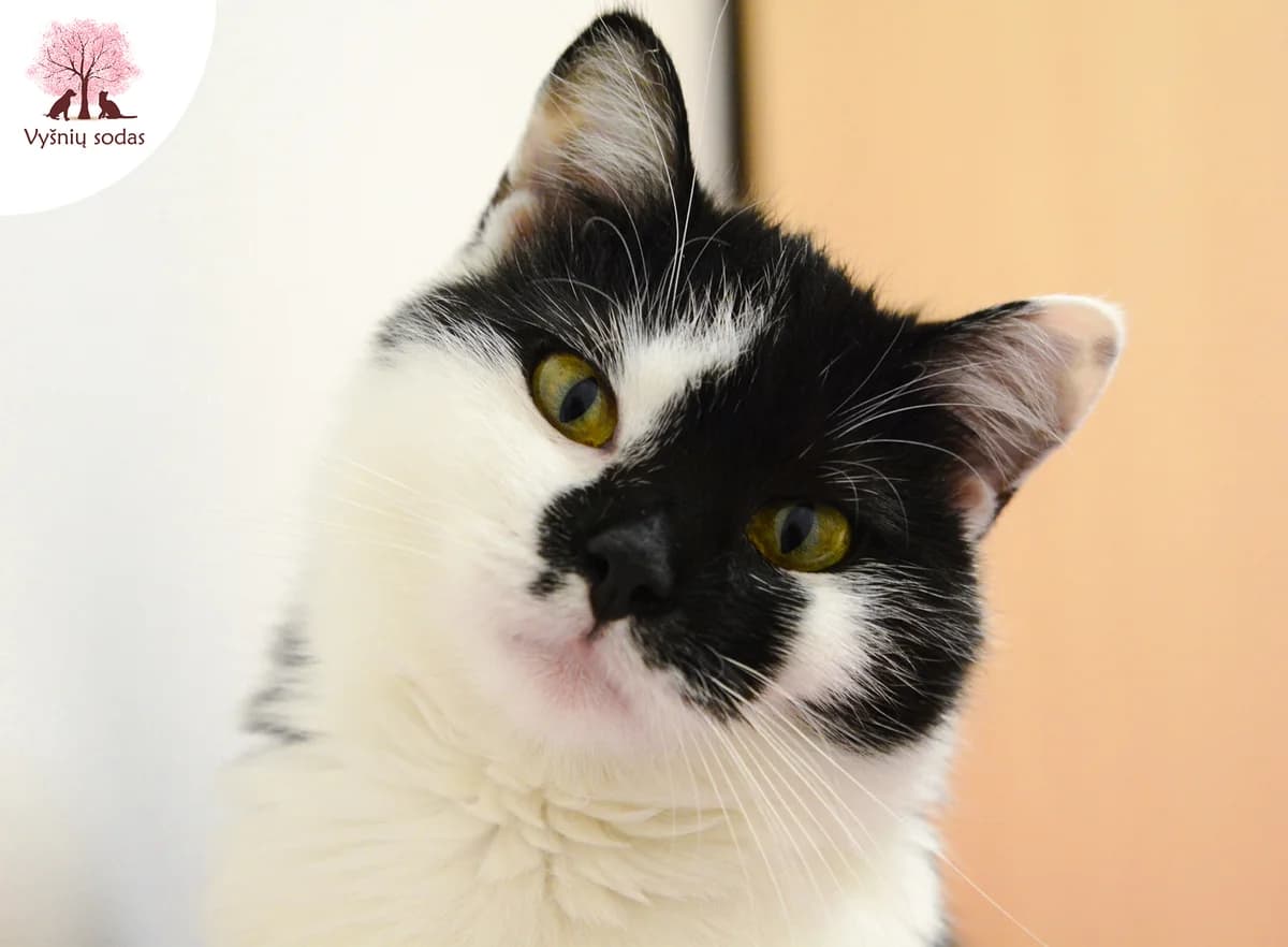 Katytė Miau, female Mixed Breed for adoption at Vysniu sodas