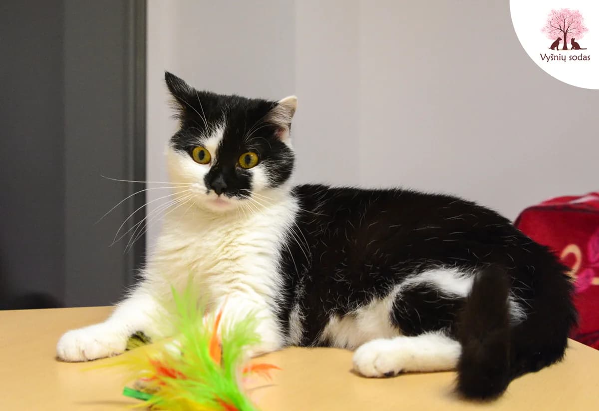 Katytė Miau, female Mixed Breed for adoption at Vysniu sodas — photo 2 of 4