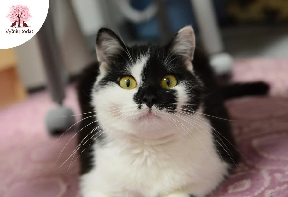 Katytė Miau, female Mixed Breed for adoption at Vysniu sodas — photo 3 of 4