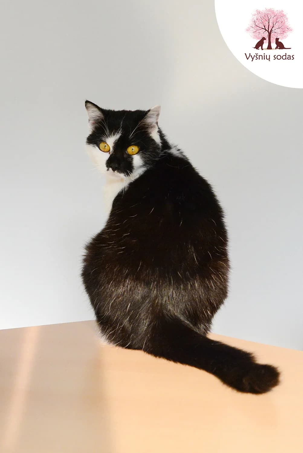 Katytė Miau, female Mixed Breed for adoption at Vysniu sodas — photo 4 of 4