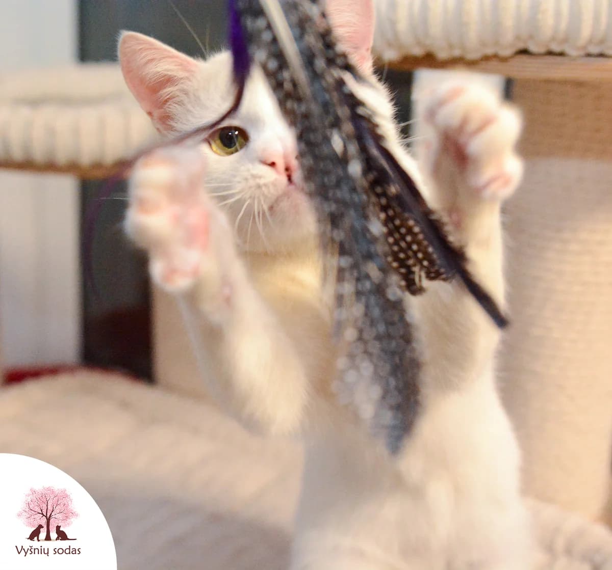 Kiškutis, male Mixed Breed for adoption at Vysniu sodas