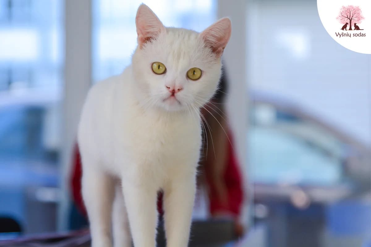 Kiškutis, male Mixed Breed for adoption at Vysniu sodas — photo 2 of 3