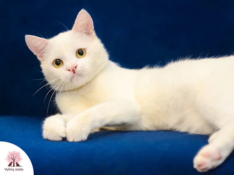 Kiškutis, male Mixed Breed for adoption at Vysniu sodas — photo 3 of 3