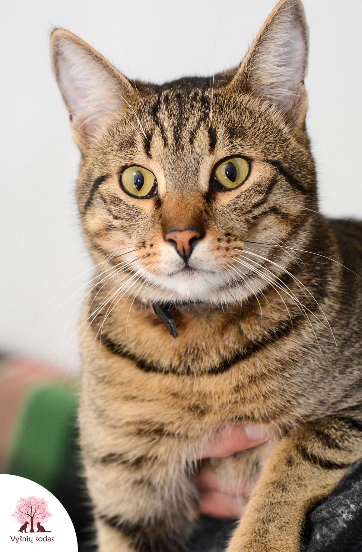 Kokas, male Mixed Breed for adoption at Vysniu sodas