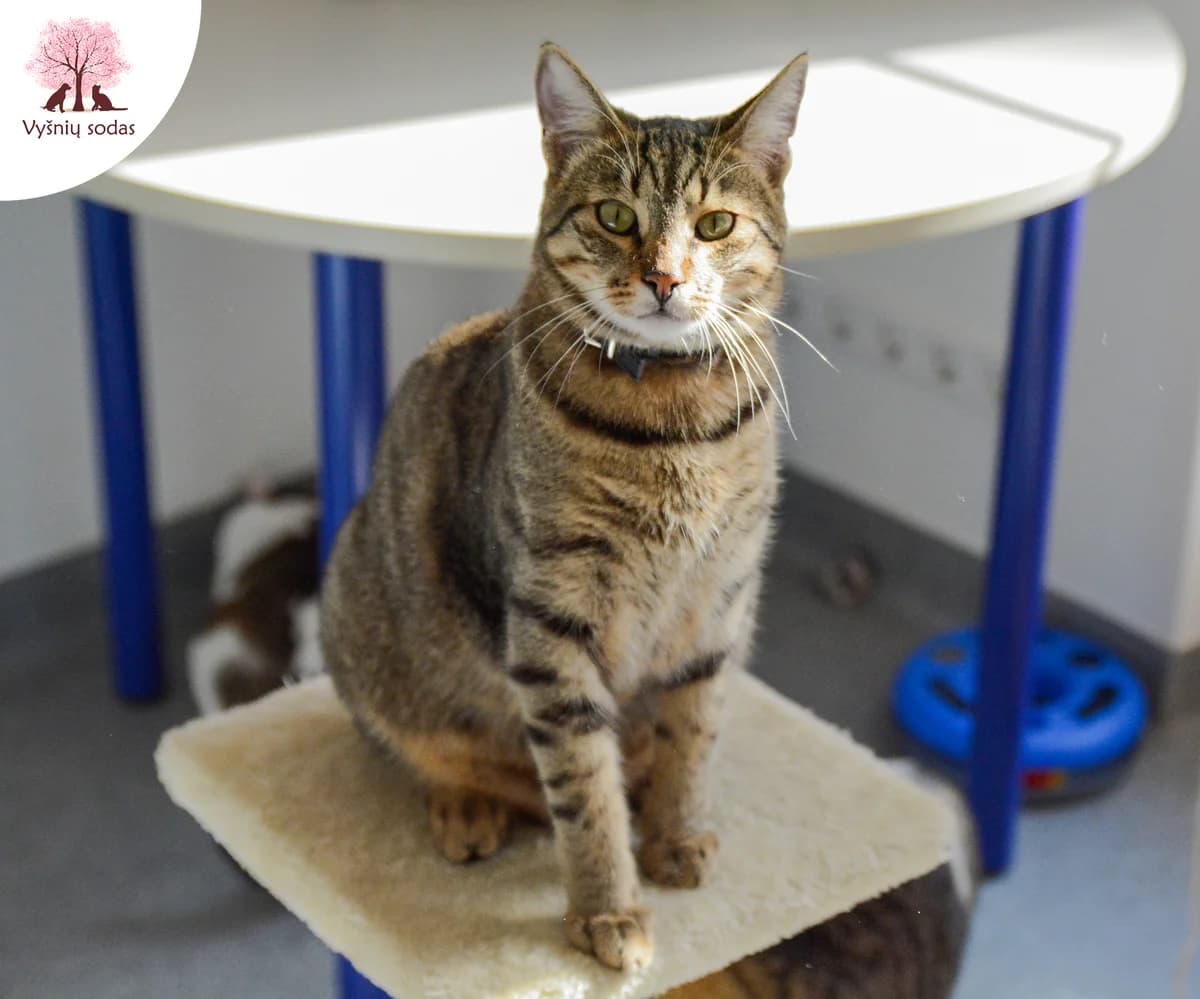 Kokas, male Mixed Breed for adoption at Vysniu sodas — photo 2 of 3