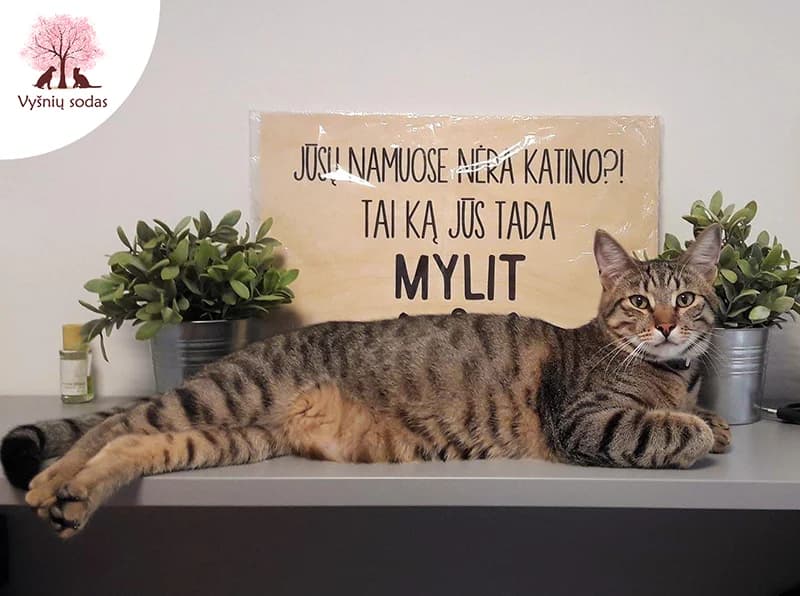 Kokas, male Mixed Breed for adoption at Vysniu sodas — photo 3 of 3