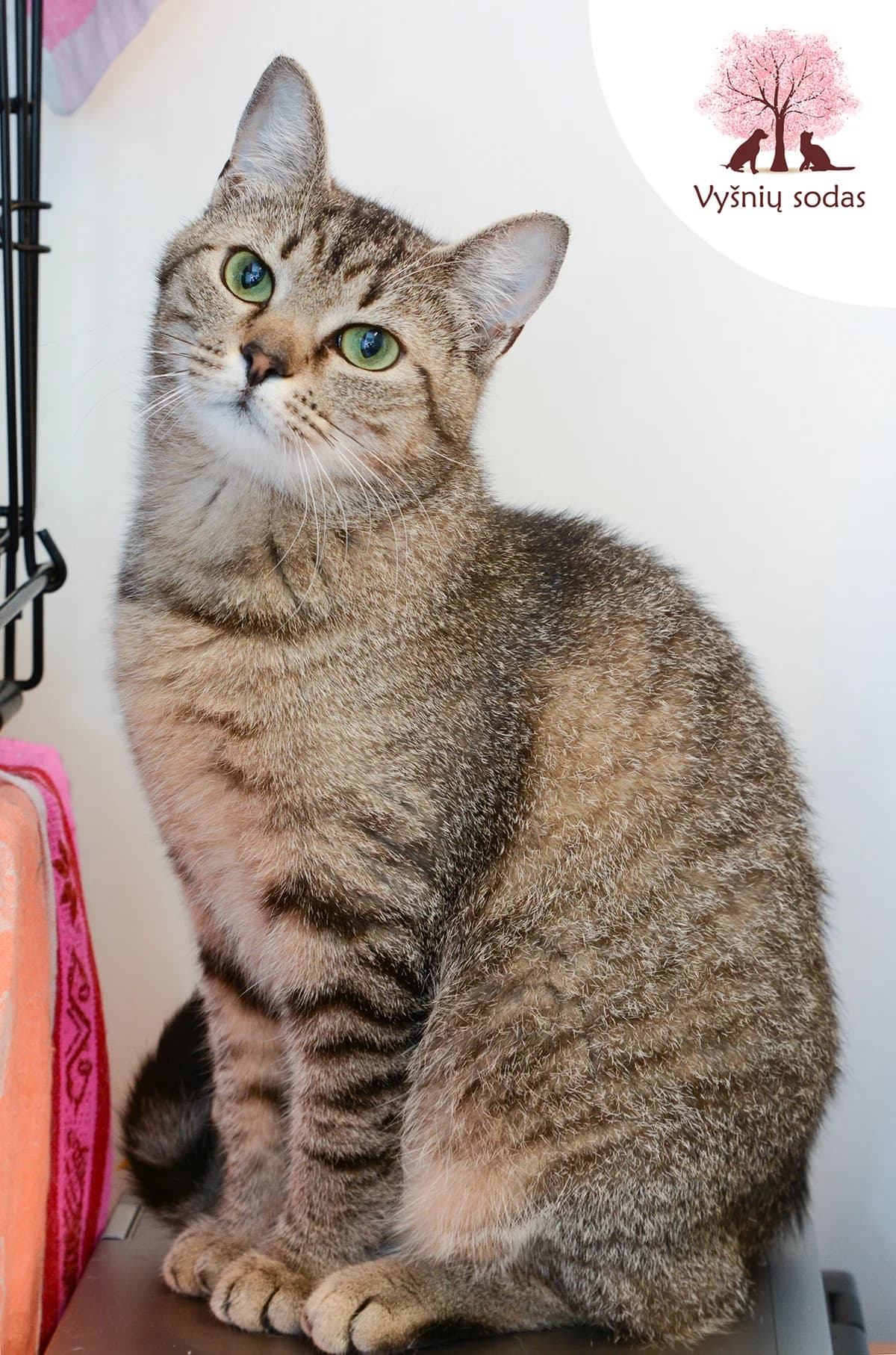 Larsa, female Mixed Breed for adoption at Vysniu sodas, Vilnius
