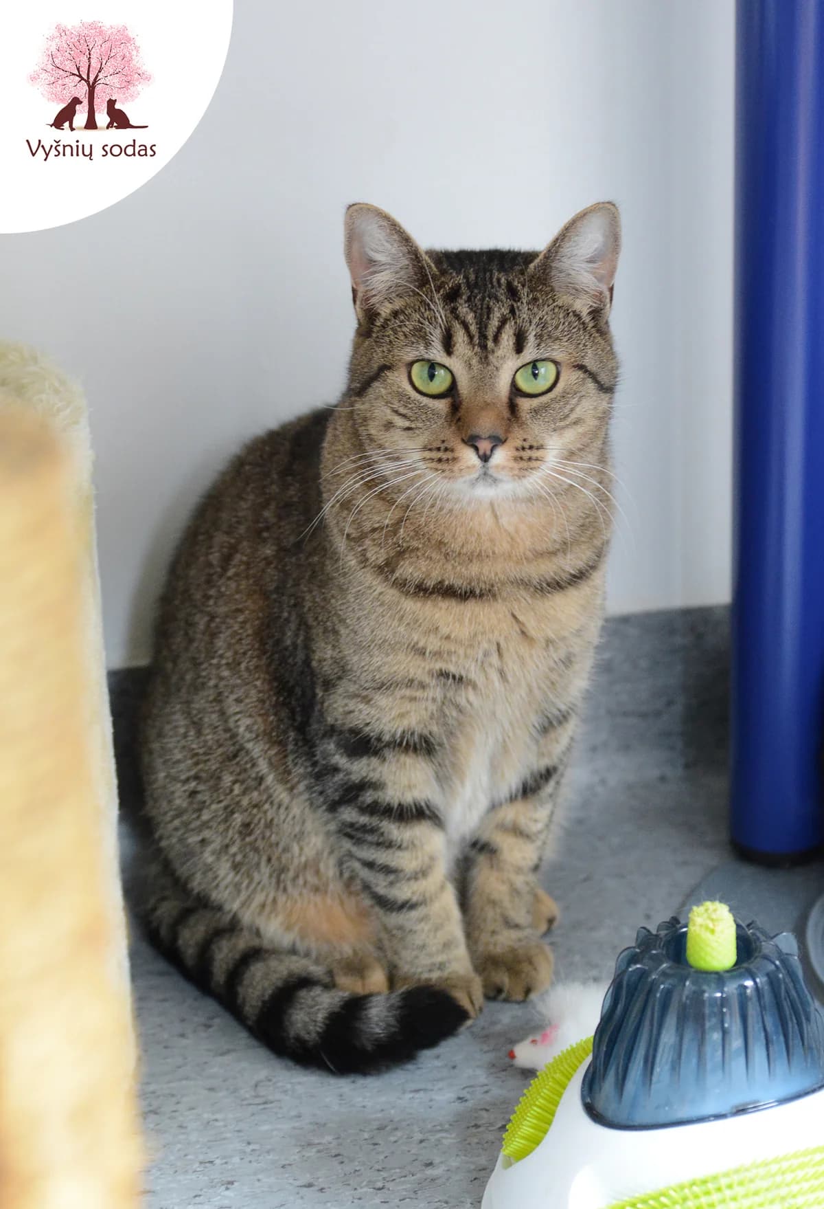 Larsa, female Mixed Breed for adoption at Vysniu sodas — photo 2 of 3