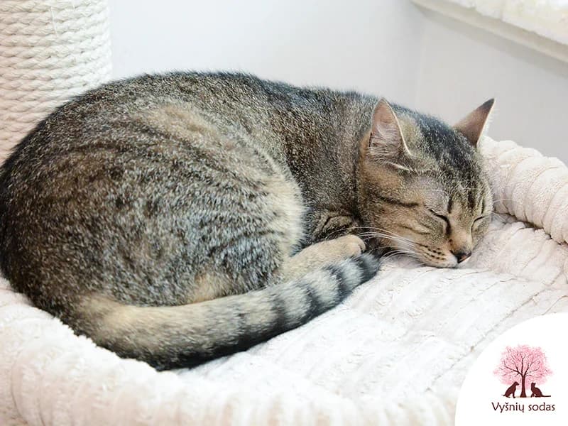 Larsa, female Mixed Breed for adoption at Vysniu sodas — photo 3 of 3