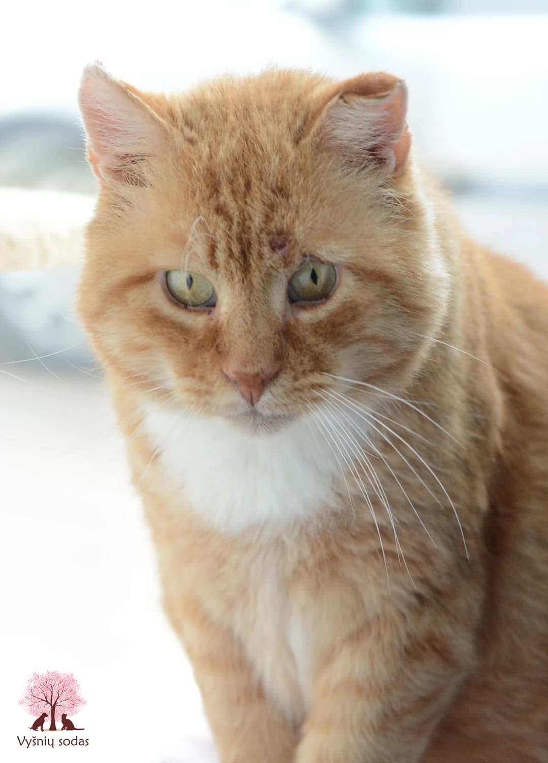 Leo, male Mixed Breed for adoption at Vysniu sodas, Vilnius