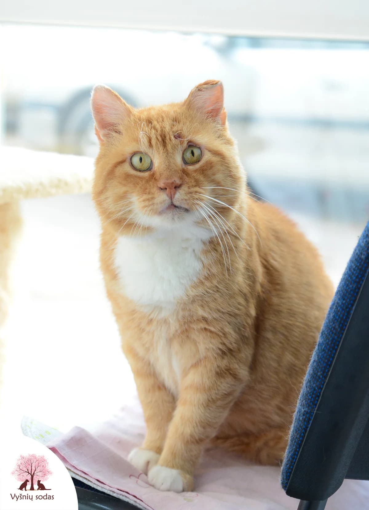 Leo, male Mixed Breed for adoption at Vysniu sodas — photo 2 of 3