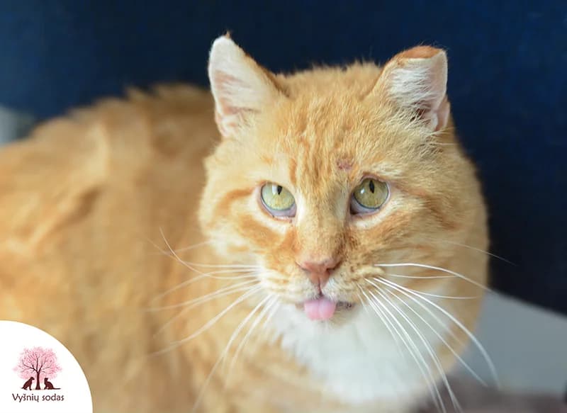 Leo, male Mixed Breed for adoption at Vysniu sodas — photo 3 of 3