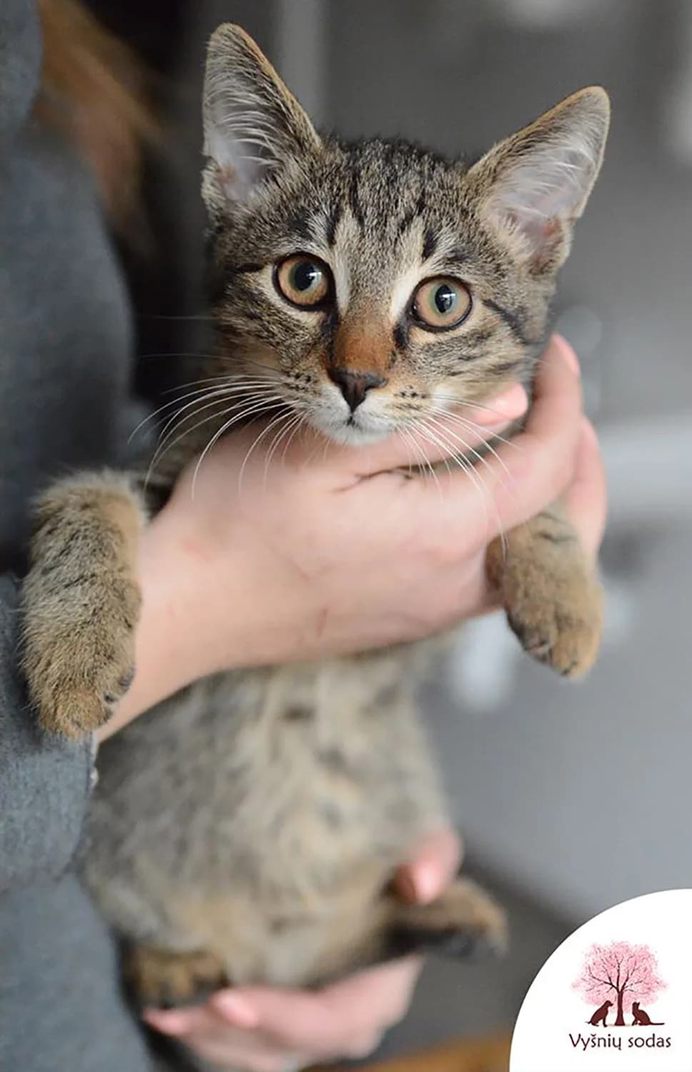 Mauglis, male Mixed Breed for adoption at Vysniu sodas, Vilnius