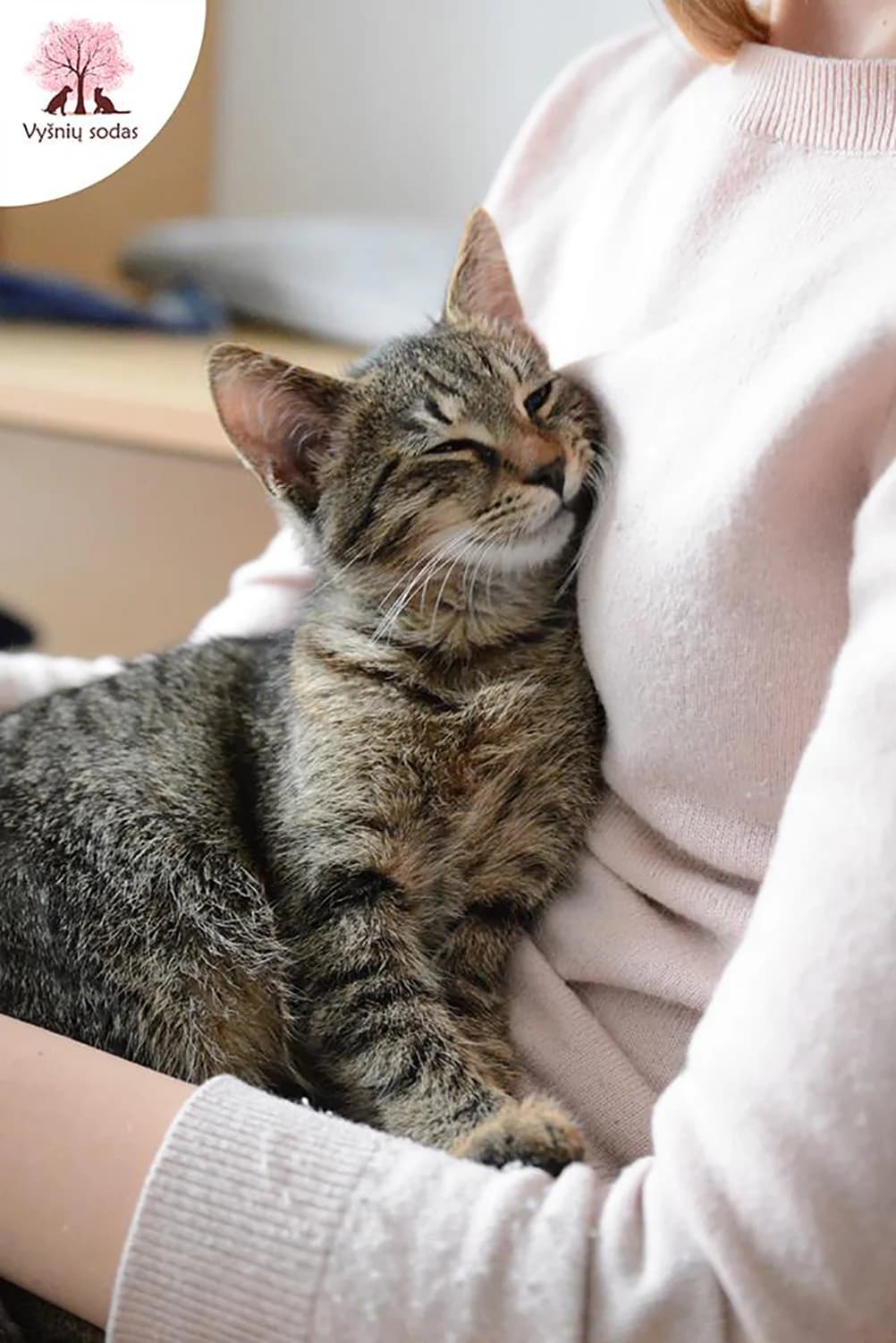 Mauglis, male Mixed Breed for adoption at Vysniu sodas — photo 2 of 3