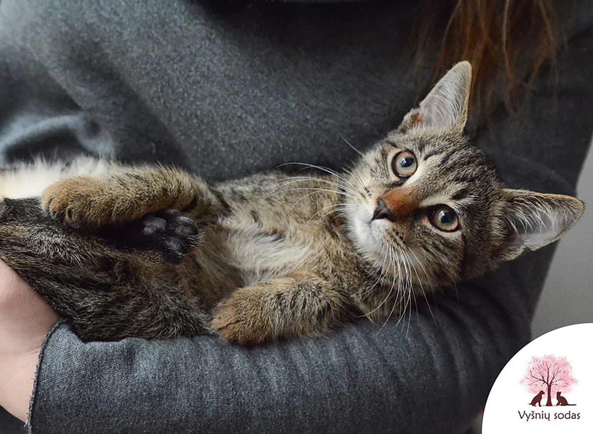 Mauglis, male Mixed Breed for adoption at Vysniu sodas — photo 3 of 3