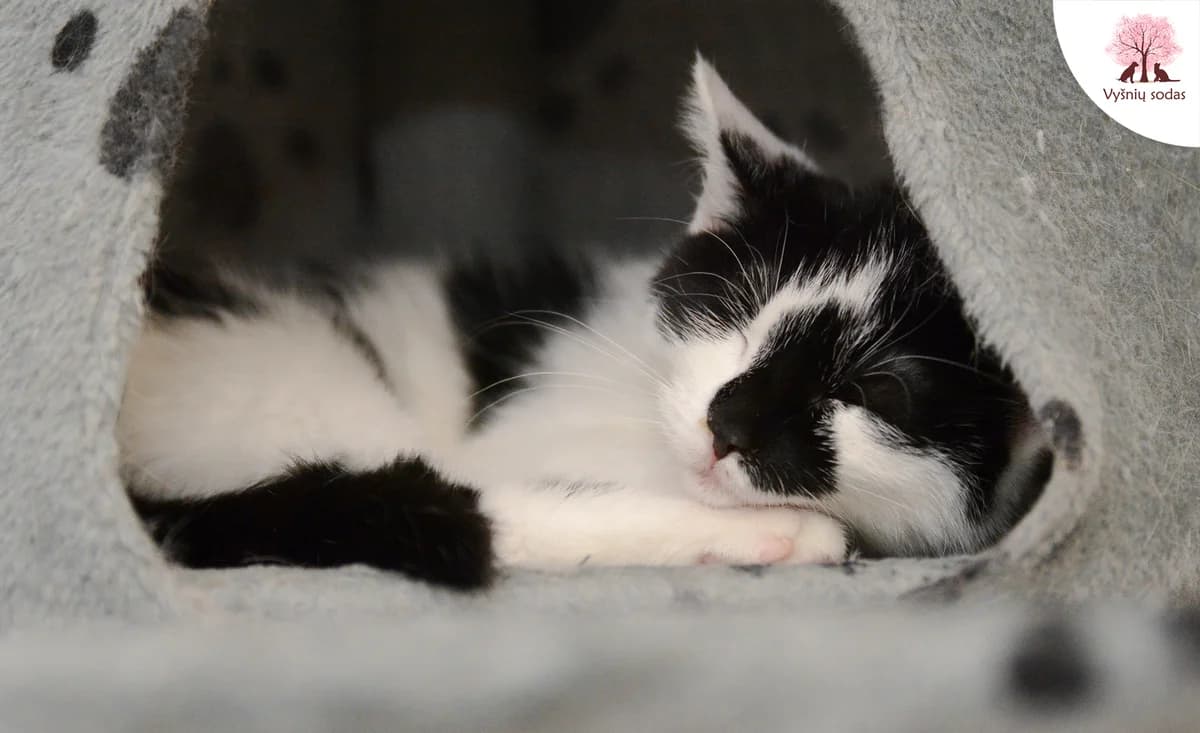 Megė, female Mixed Breed for adoption at Vysniu sodas