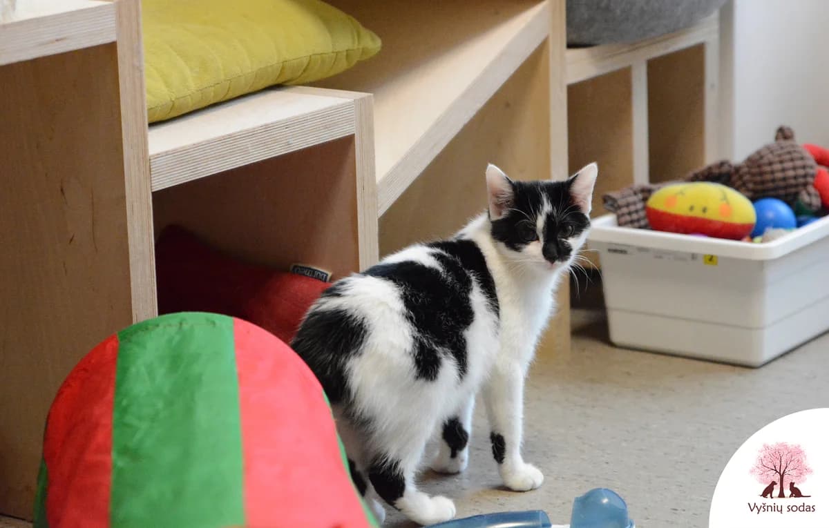 Megė, female Mixed Breed for adoption at Vysniu sodas — photo 2 of 3