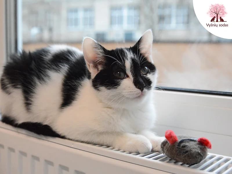 Megė, female Mixed Breed for adoption at Vysniu sodas — photo 3 of 3