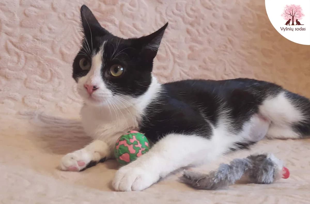 Meilė-Lyja, female Mixed Breed for adoption at Vysniu sodas