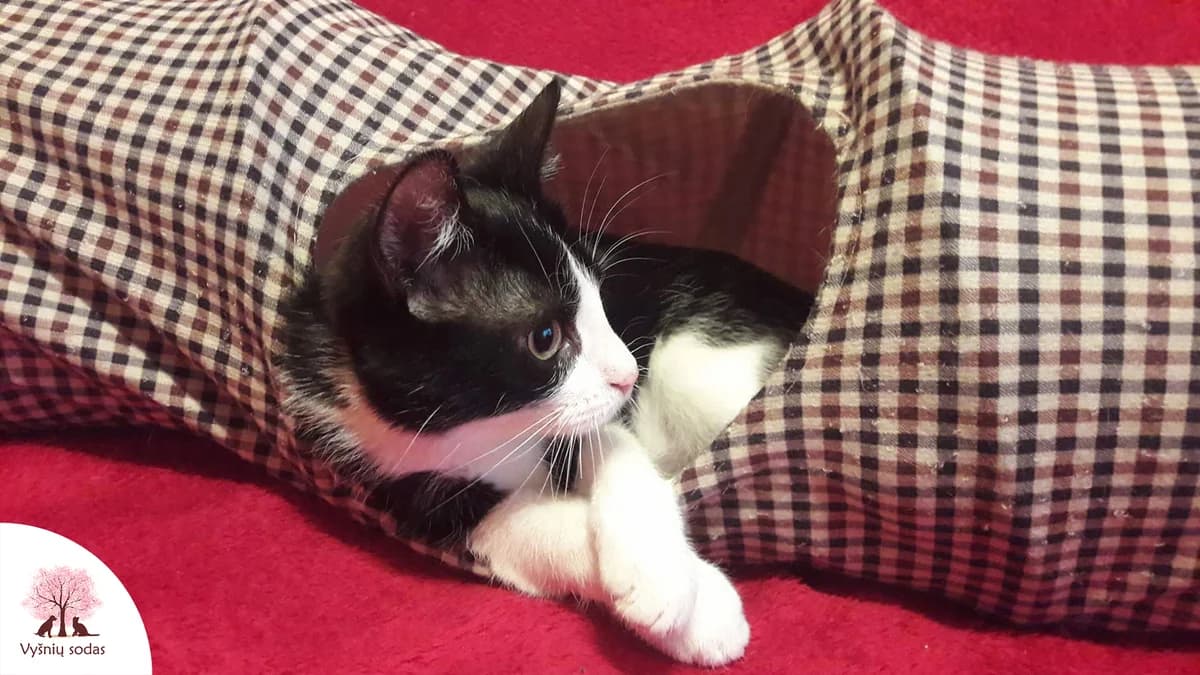 Meilė-Lyja, female Mixed Breed for adoption at Vysniu sodas — photo 2 of 3