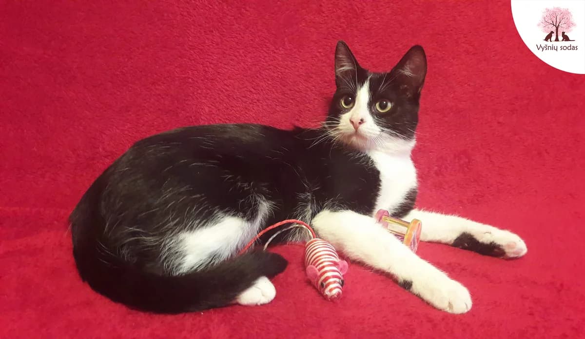 Meilė-Lyja, female Mixed Breed for adoption at Vysniu sodas — photo 3 of 3