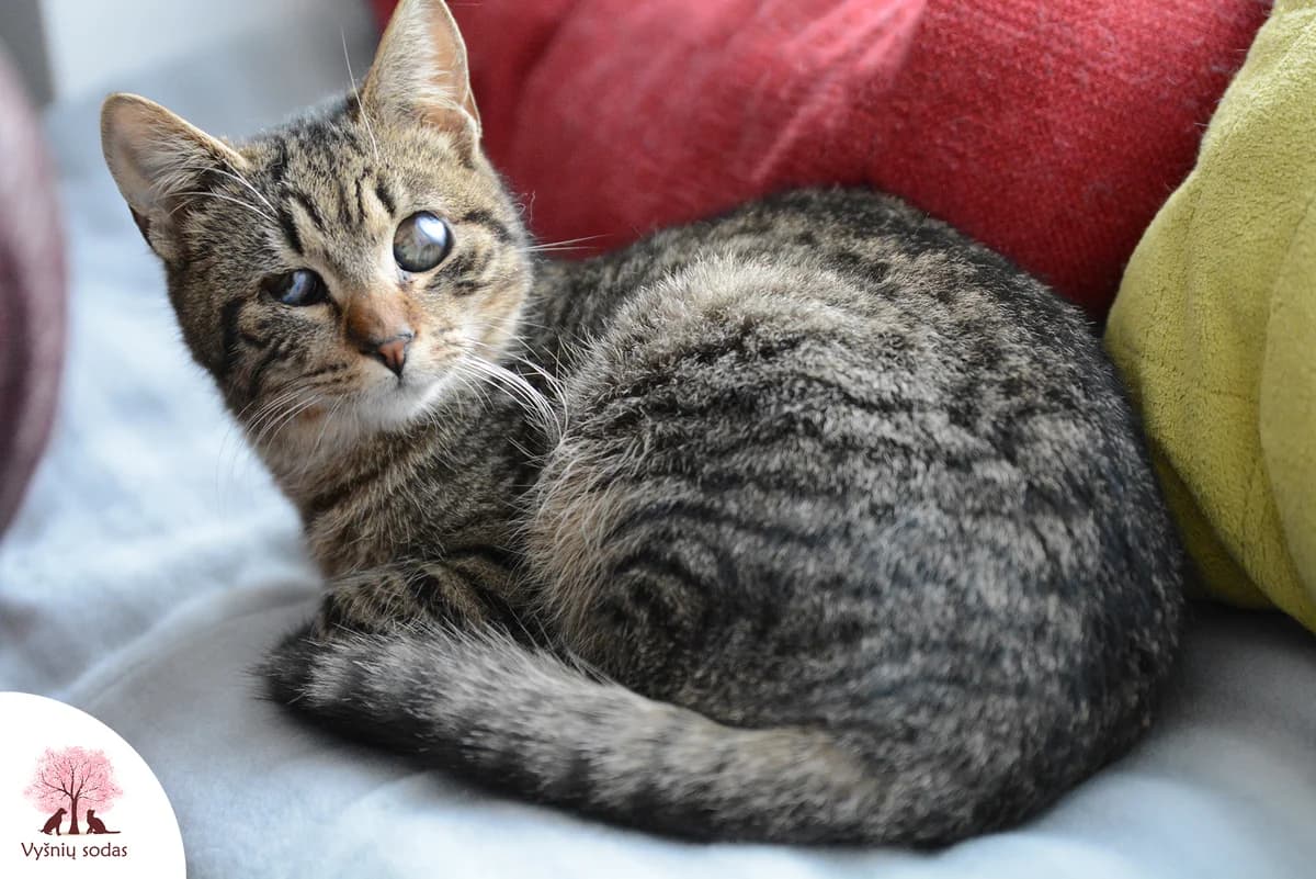 Meilutis, male Mixed Breed for adoption at Vysniu sodas, Vilnius