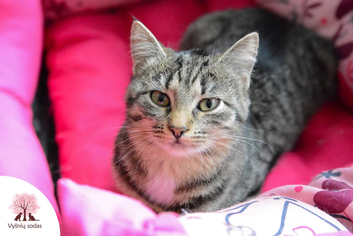 Mėja, female Mixed Breed for adoption at Vysniu sodas, Vilnius