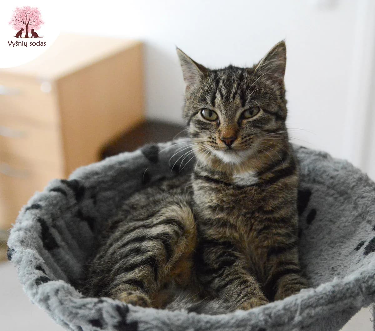 Mėja, female Mixed Breed for adoption at Vysniu sodas — photo 2 of 3