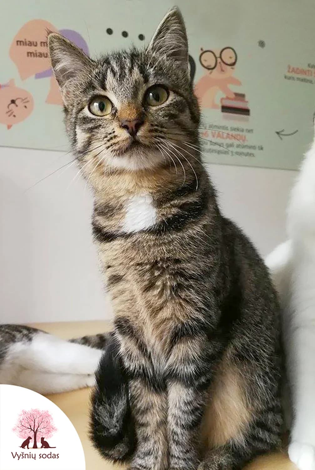 Mėja, female Mixed Breed for adoption at Vysniu sodas — photo 3 of 3