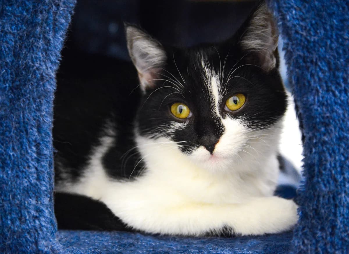 Merlina, female Mixed Breed for adoption at Vysniu sodas