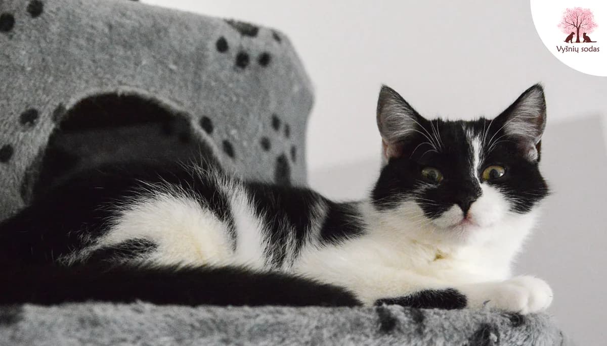 Merlina, female Mixed Breed for adoption at Vysniu sodas — photo 2 of 4