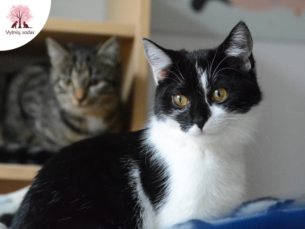 Merlina, female Mixed Breed for adoption at Vysniu sodas — photo 3 of 4