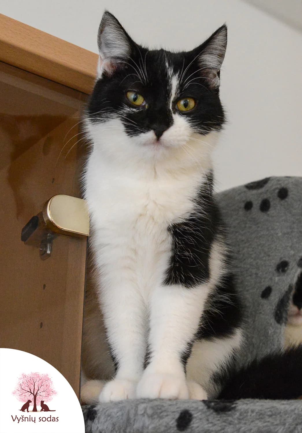 Merlina, female Mixed Breed for adoption at Vysniu sodas — photo 4 of 4