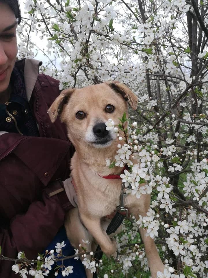 Milka, female Mixed Breed for adoption at Vysniu sodas, Vilnius