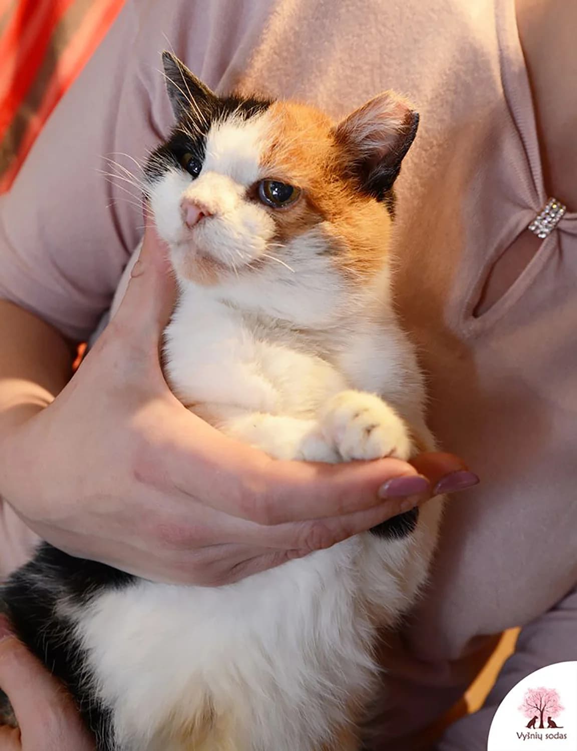 Molė, female Mixed Breed for adoption at Vysniu sodas, Vilnius