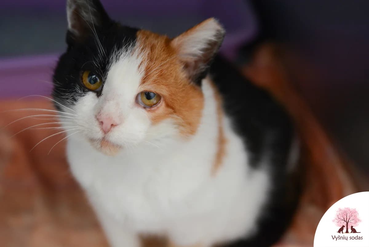 Molė, female Mixed Breed for adoption at Vysniu sodas — photo 2 of 3