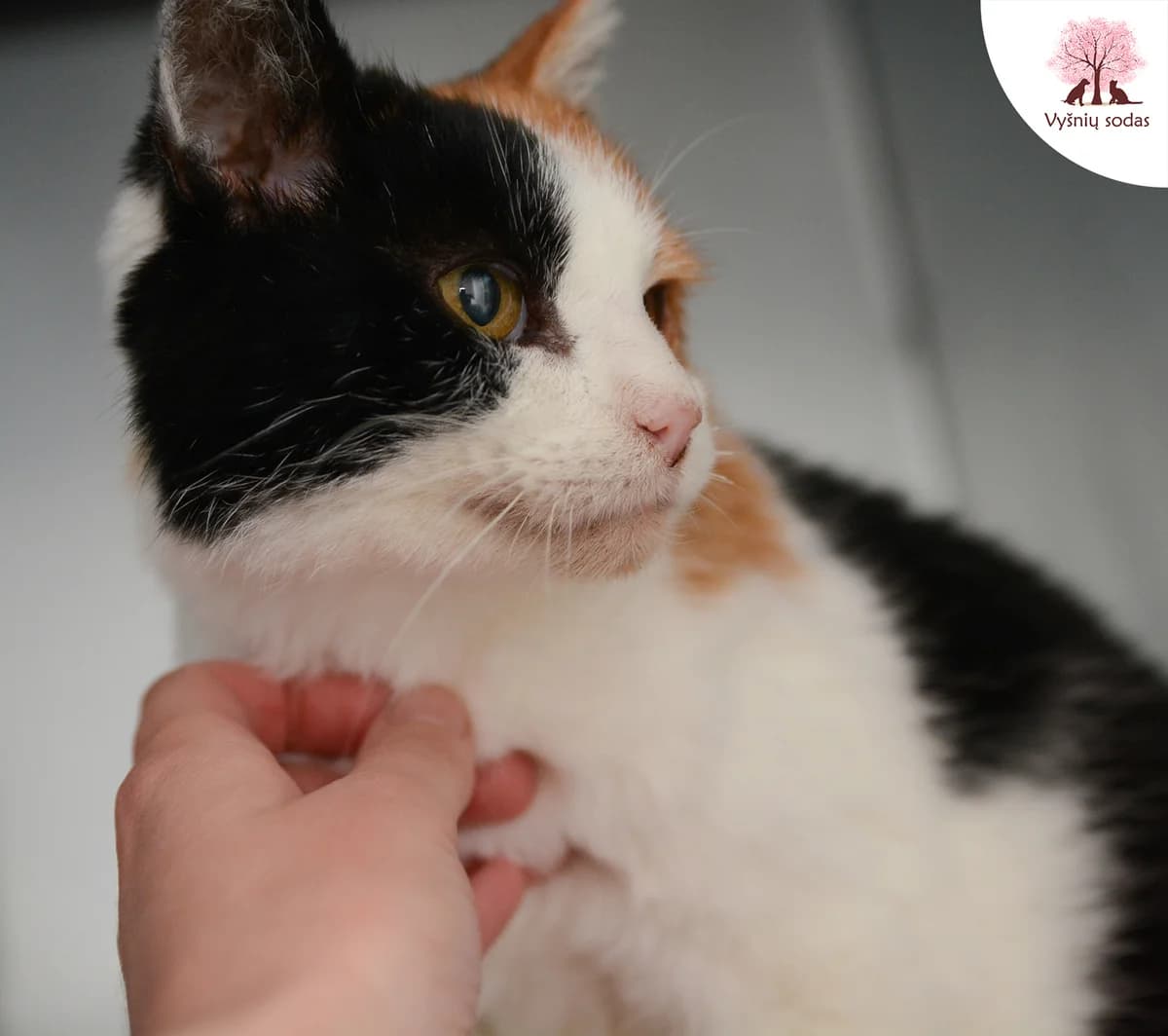 Molė, female Mixed Breed for adoption at Vysniu sodas — photo 3 of 3