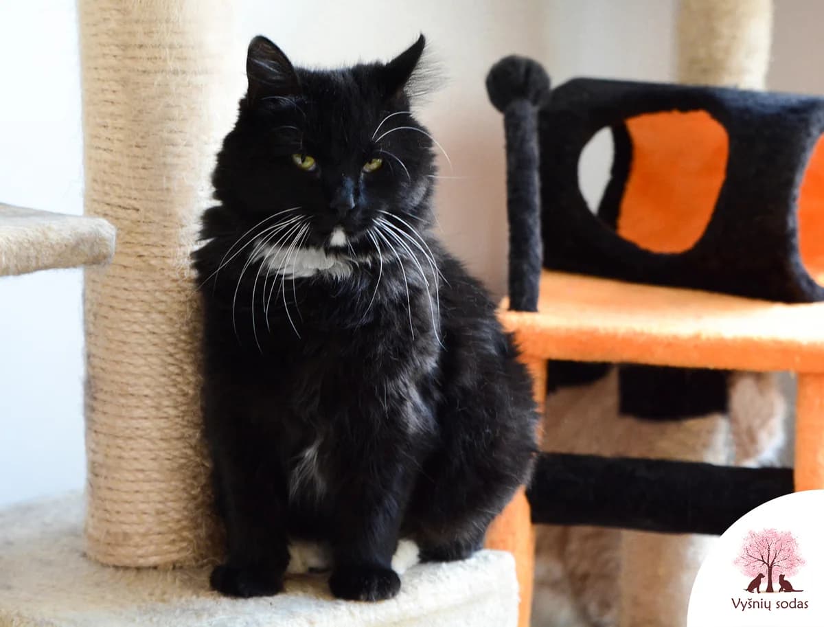 Monikita, female Mixed Breed for adoption at Vysniu sodas