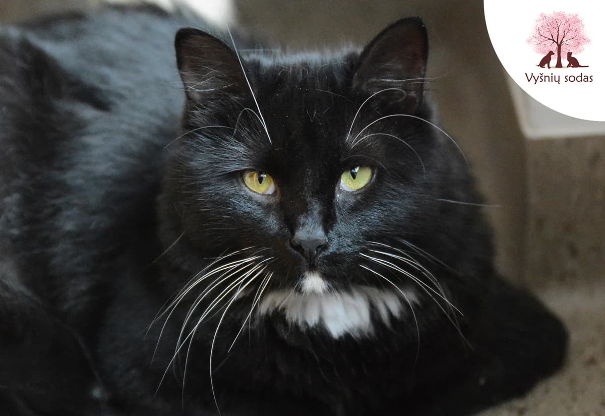 Monikita, female Mixed Breed for adoption at Vysniu sodas — photo 2 of 3