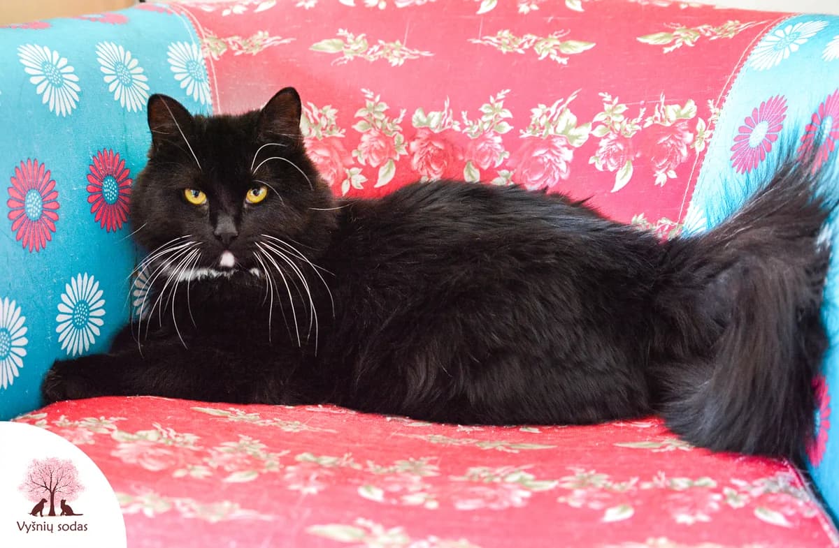 Monikita, female Mixed Breed for adoption at Vysniu sodas — photo 3 of 3