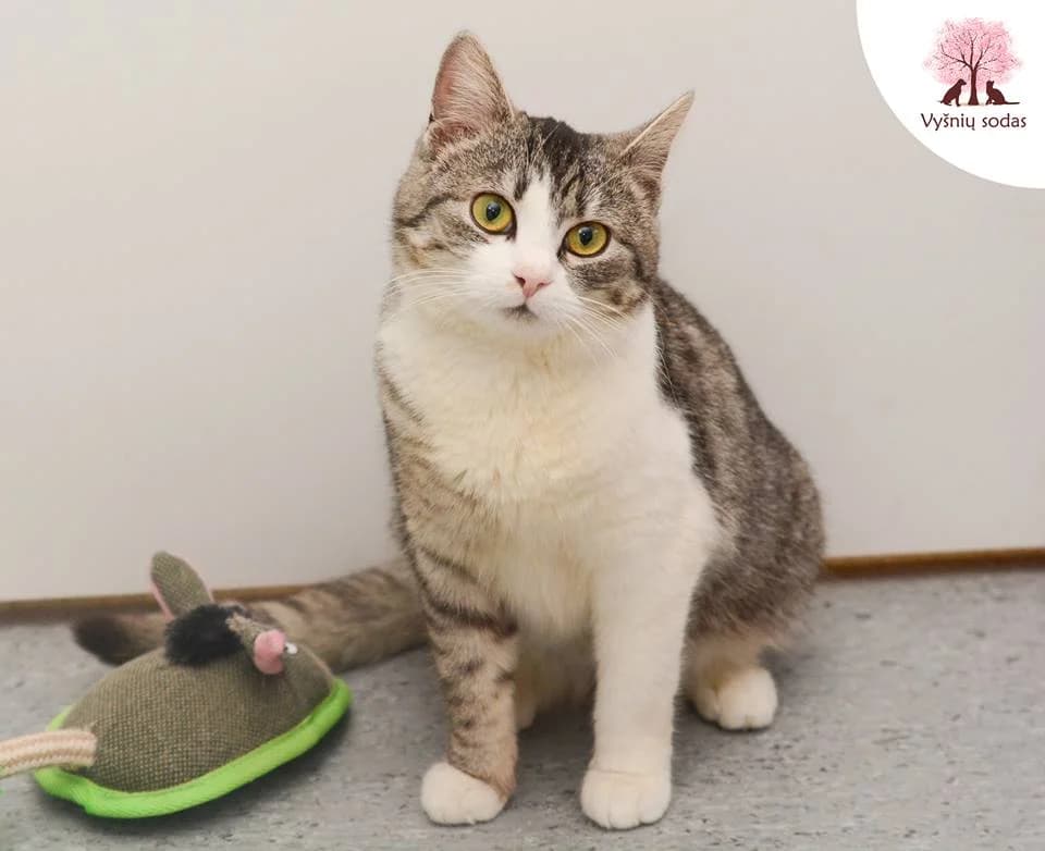 Norda, female Mixed Breed for adoption at Vysniu sodas