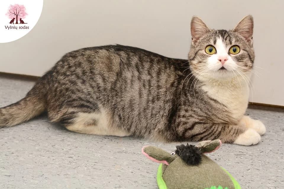 Norda, female Mixed Breed for adoption at Vysniu sodas — photo 2 of 3