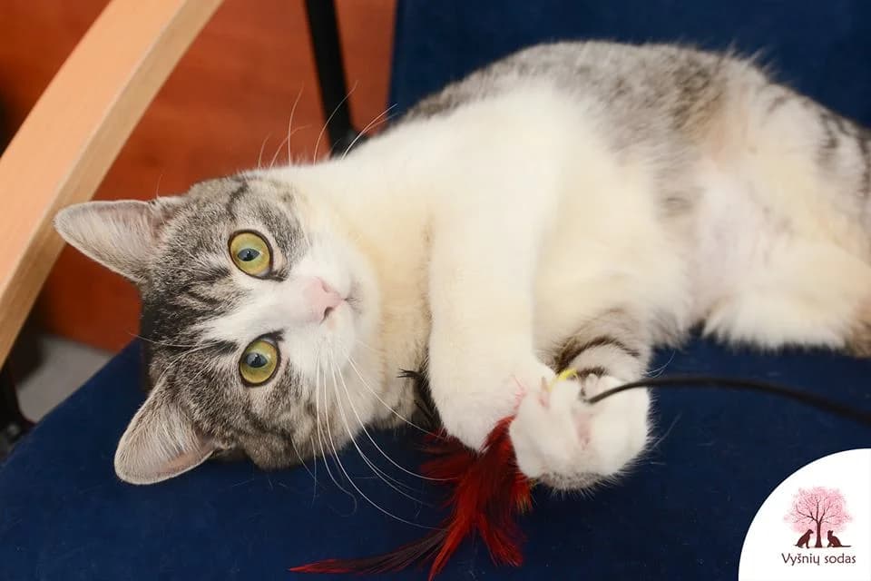 Norda, female Mixed Breed for adoption at Vysniu sodas — photo 3 of 3