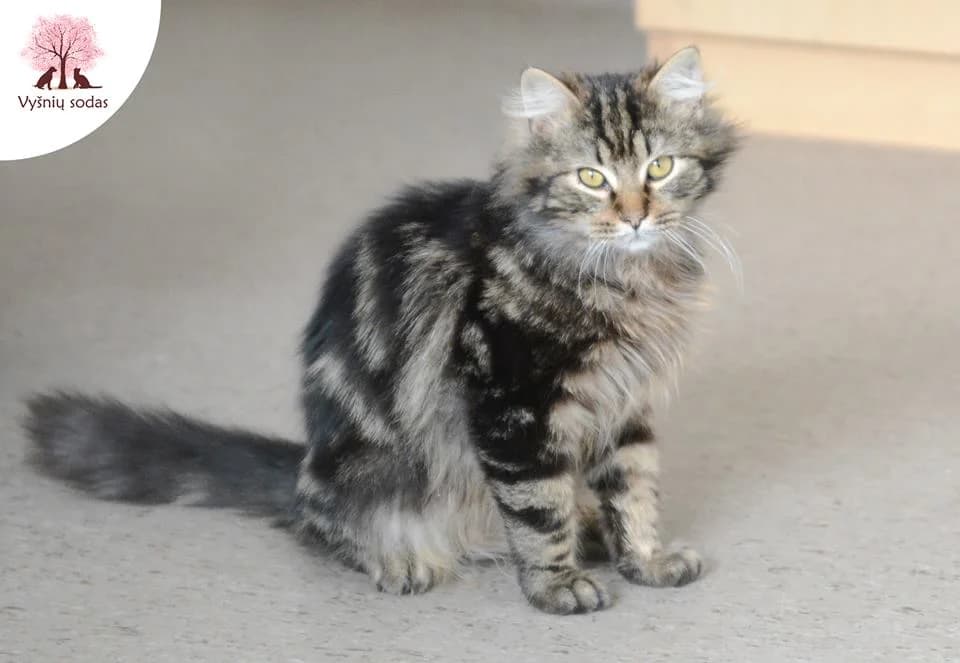 Peliukas, male Mixed Breed for adoption at Vysniu sodas, Vilnius