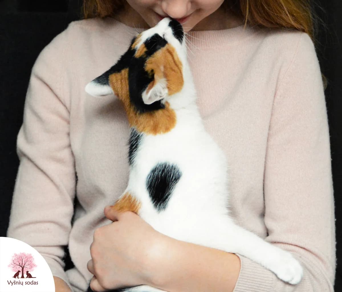 Pepė, female Mixed Breed for adoption at Vysniu sodas