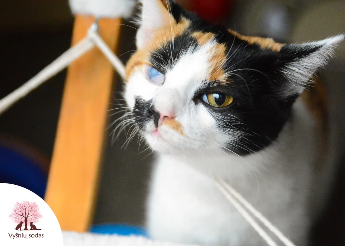 Pepė, female Mixed Breed for adoption at Vysniu sodas — photo 3 of 4