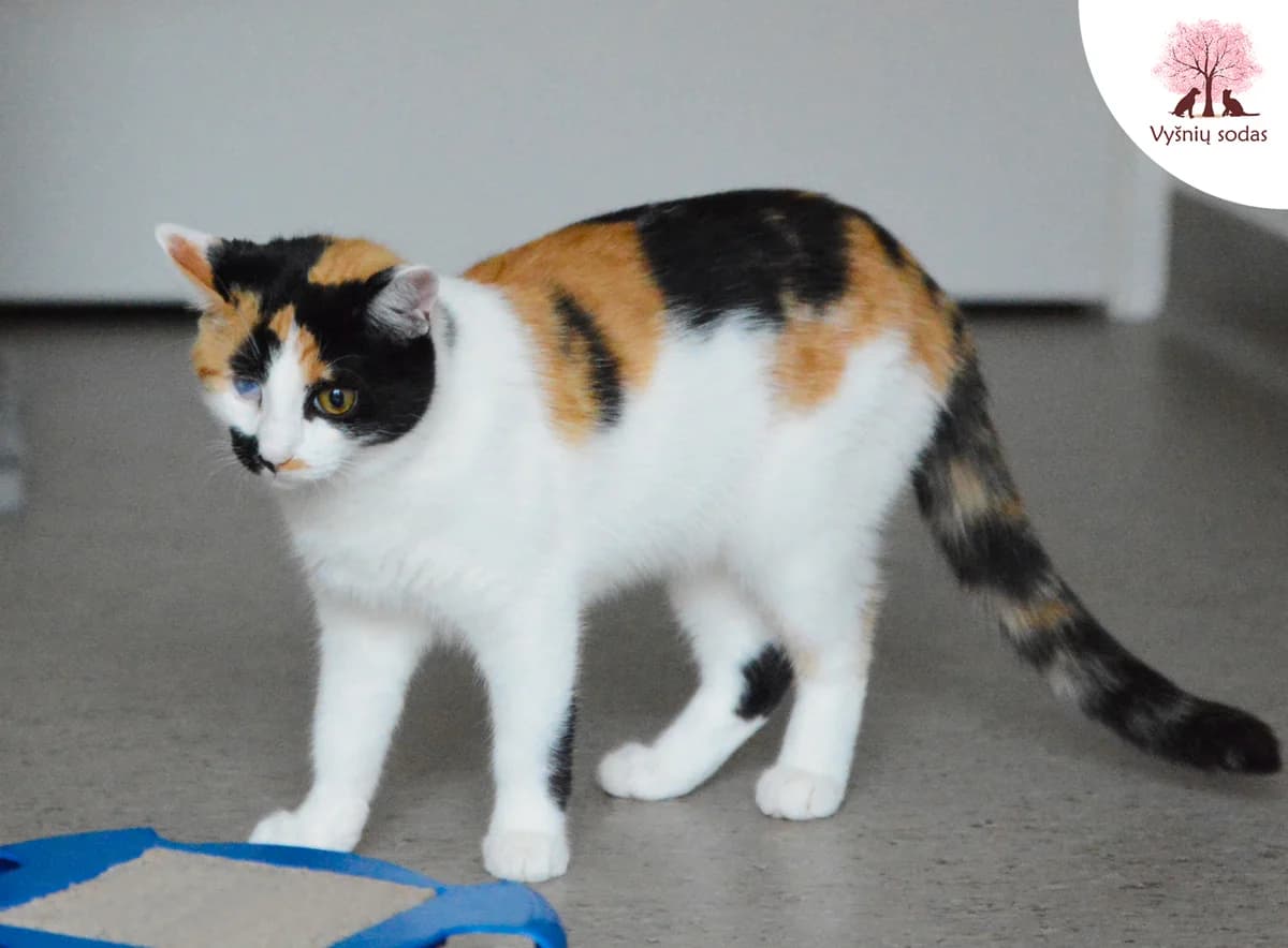 Pepė, female Mixed Breed for adoption at Vysniu sodas — photo 4 of 4